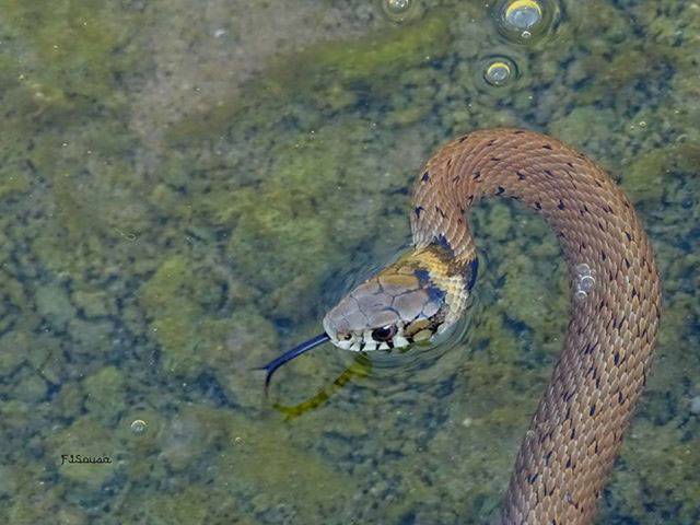 Cobra de água
